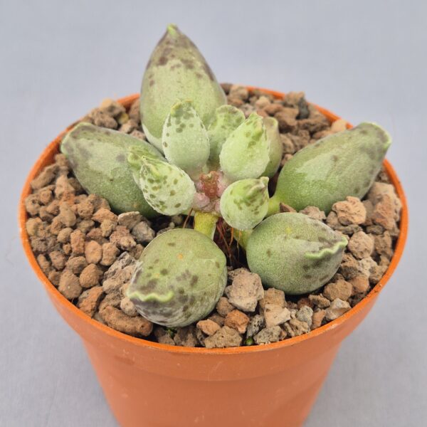 Adromischus cooperi var. festivus