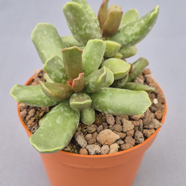Adromischus cooperi