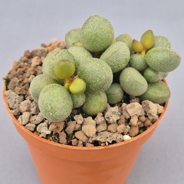 Adromischus marianae cv. Little Spheroid