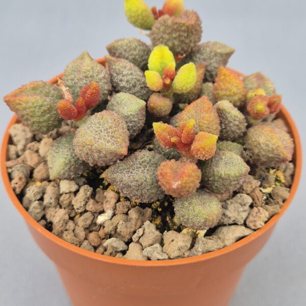 Adromischus marianae var. herrei 'Coffee Bean'