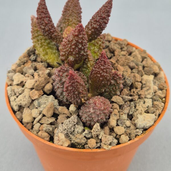 Adromischus marianae ‘Red Coral’