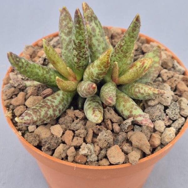 Adromischus filicaulis