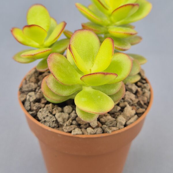 Crassula ovata minor