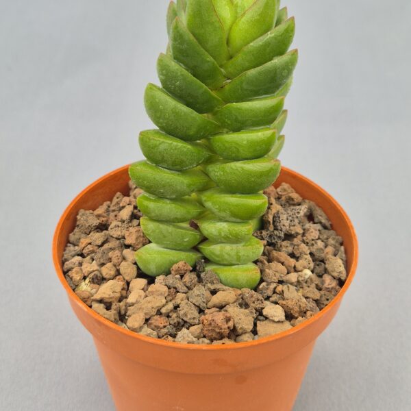 Crassula ben