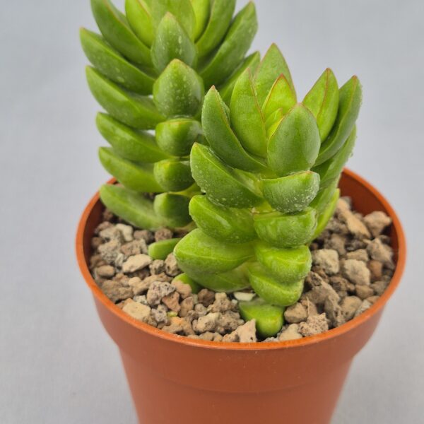 Crassula ben