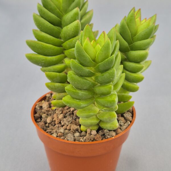 Crassula ben