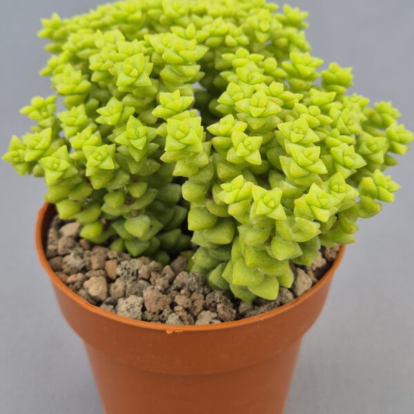 Crassula rupestri 'Tom Thumb'
