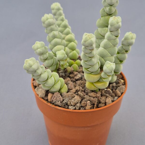 Crassula plegmatoides