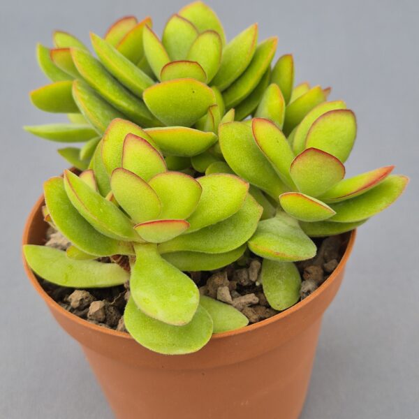 Crassula money maker