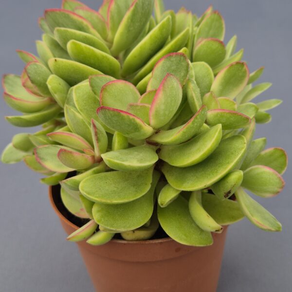Crassula money maker variegata