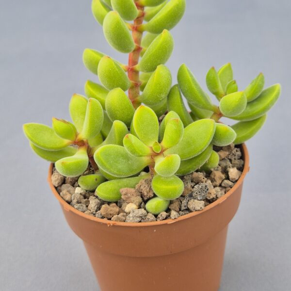 Crassula rogersii