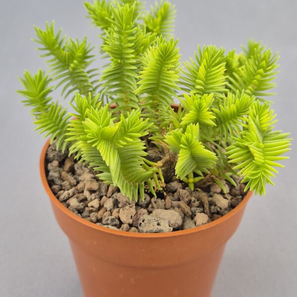 Crassula dependens