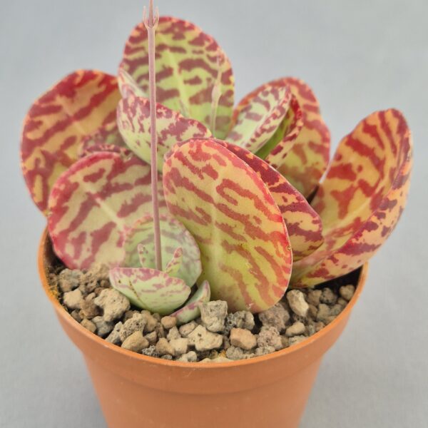 Kalanchoe humilis