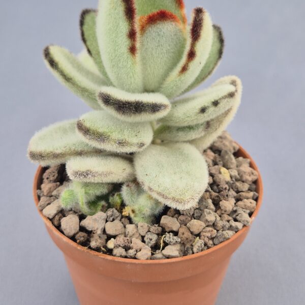 Kalanchoe tomentosa Panda
