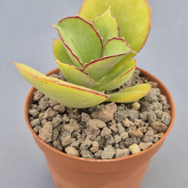 Kalanchoe synsepala