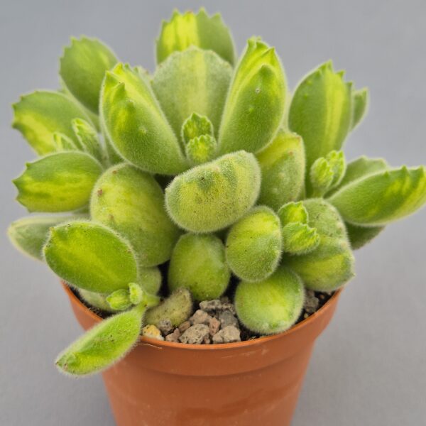 Cotyledon ladismithiensis variegado