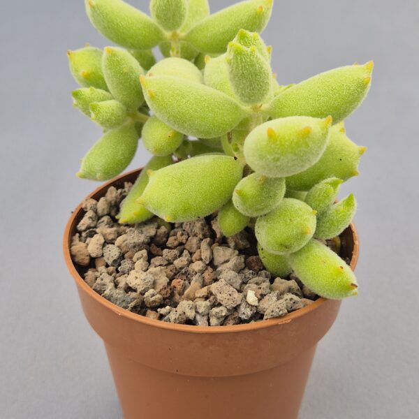 Cotyledon ladismithiensis 'Konekonotume'