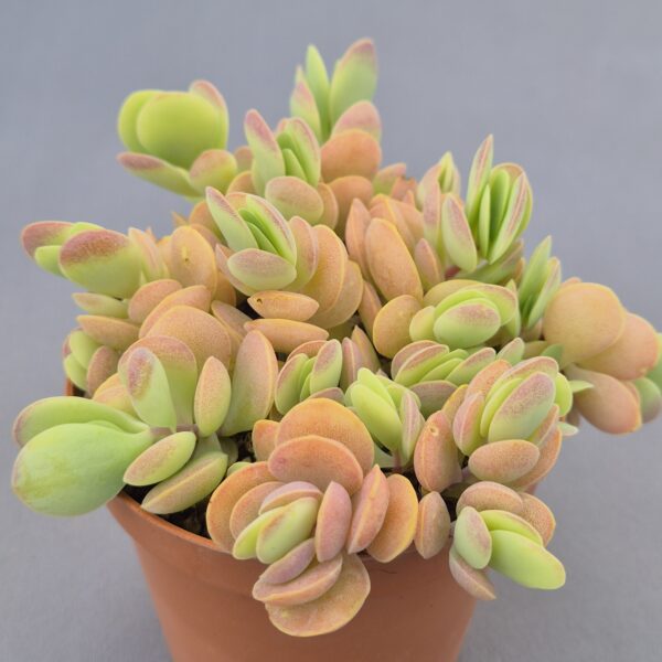 Kalanchoe rotundifolia