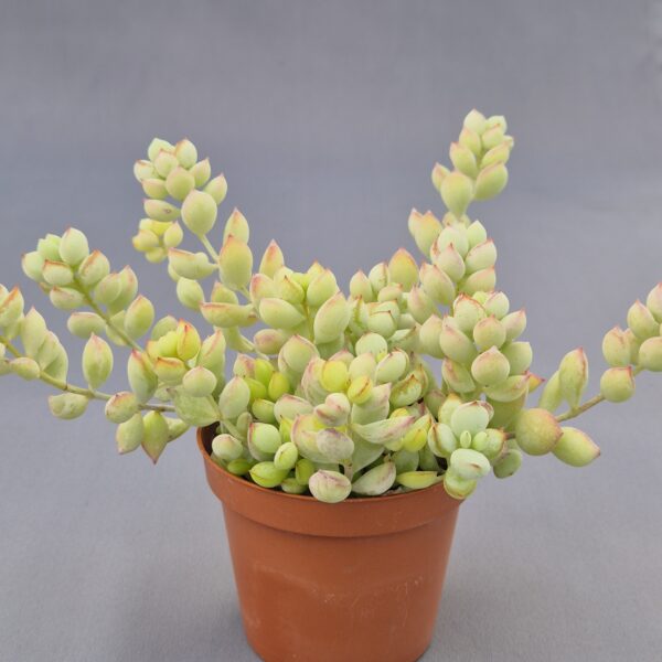 Cotyledon pendens