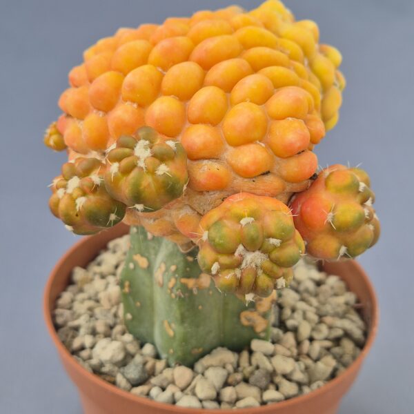 Cintia knizei f. variegata