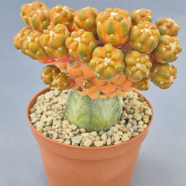 Cintia knizei f. variegata