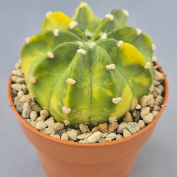 Echinopsis subdenudata variegada