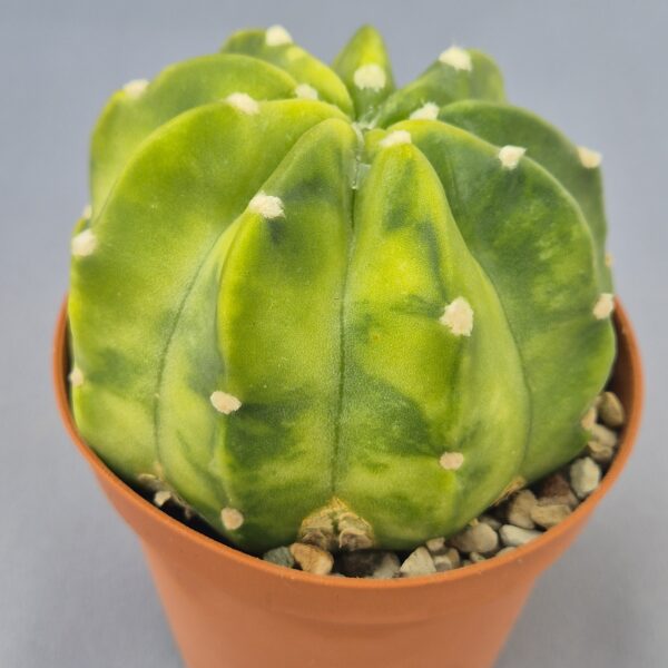 Echinopsis subdenudata variegada