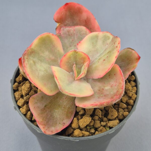 Echeveria Golden Stated variegada