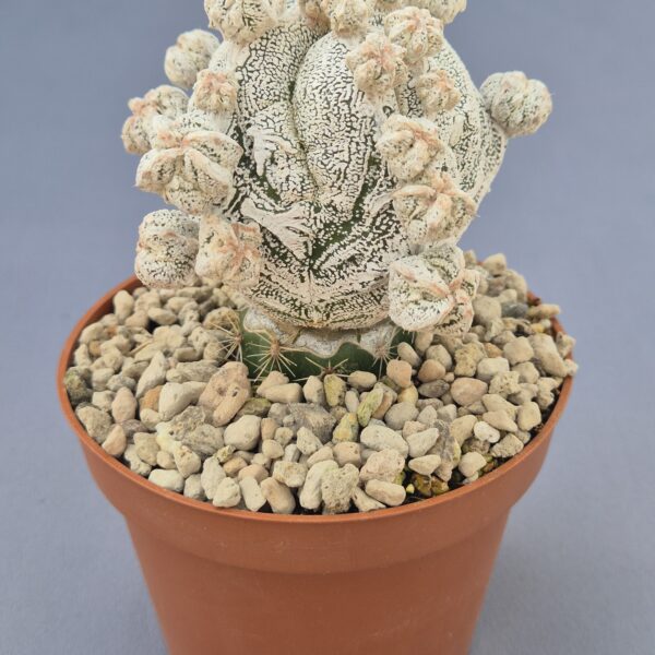 Astrophytum onzuka 'Snow Ball'