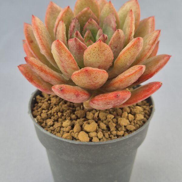 Echeveria huadan