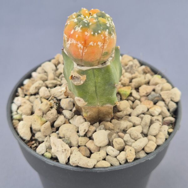 Astrophytum myriostigma variegado injertado