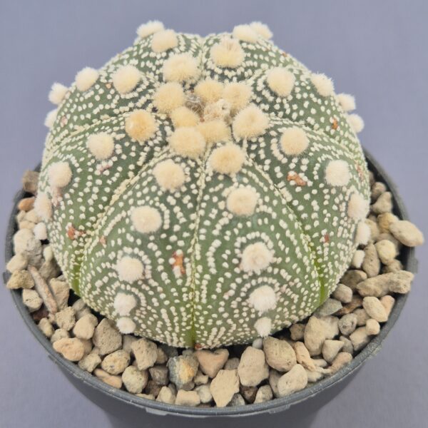 Astrophytum asterias cv. Superkabuto