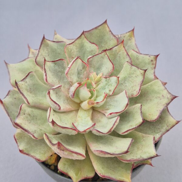 Echeveria strictiflora