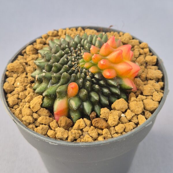 Gymnocalycium mihanovichii 'Inermis' variegata f. cristata