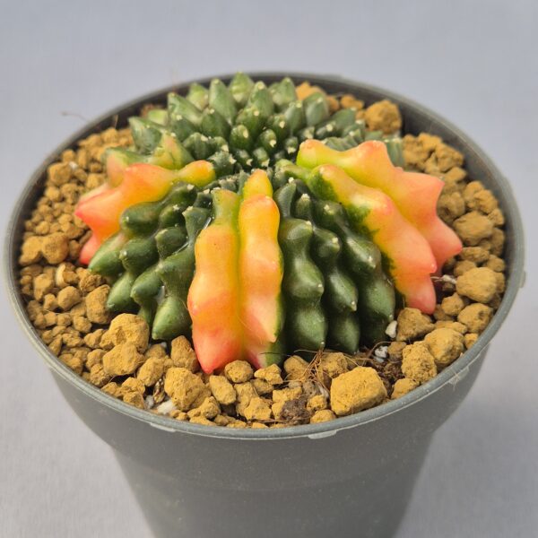 Gymnocalycium mihanovichii 'Inermis' variegata f. cristata