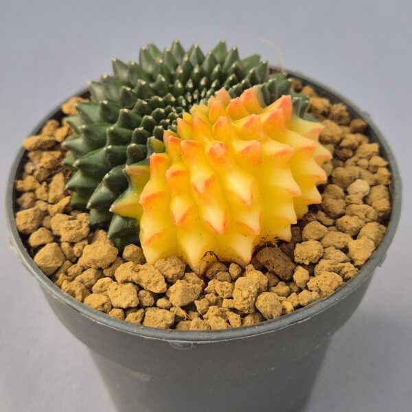 Gymnocalycium mihanovichii 'Inermis' variegata f. cristata