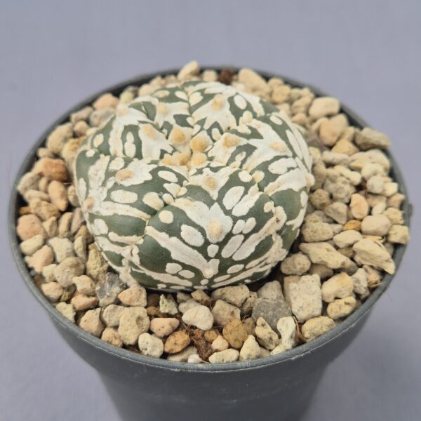 Astrophytum 5Rib V-TYPE