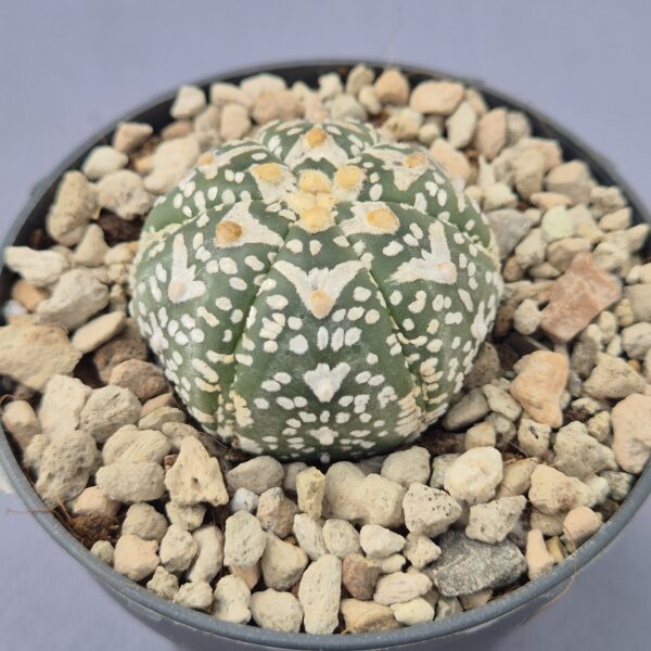 Astrophytum yamamoto V-TYPE