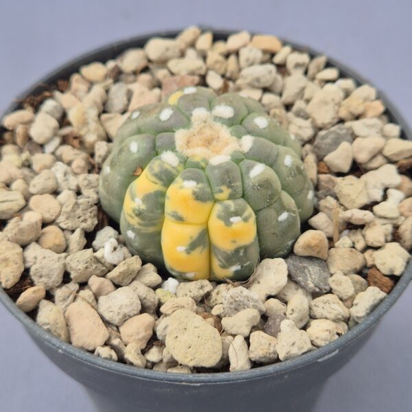 Astrophytum asterias cv. Lizard skin variegata