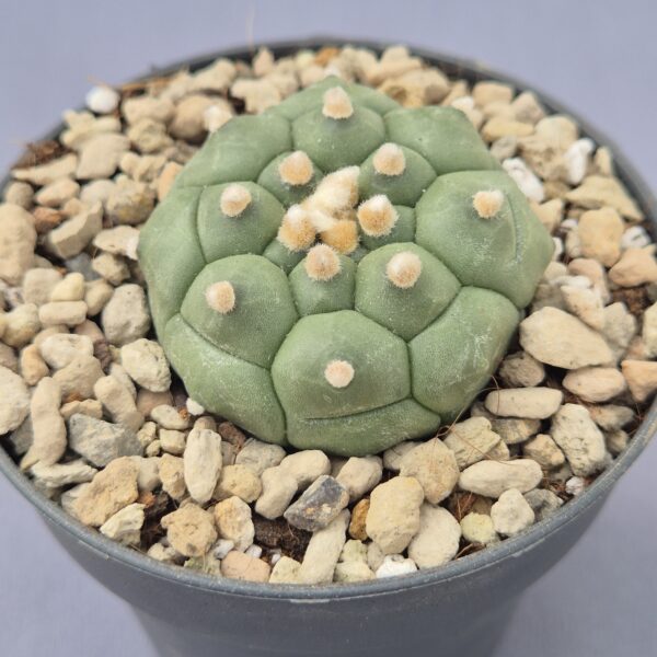 Astrophytum Asterias cv. ‘Kikko’