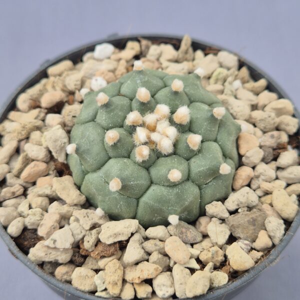 Astrophytum Asterias cv. ‘Kikko’