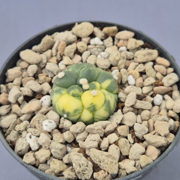 Astrophitum asterias 'Kikko' f. variegata