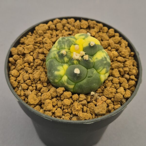 Astrophytum asterias 'Kikko' f. variegata