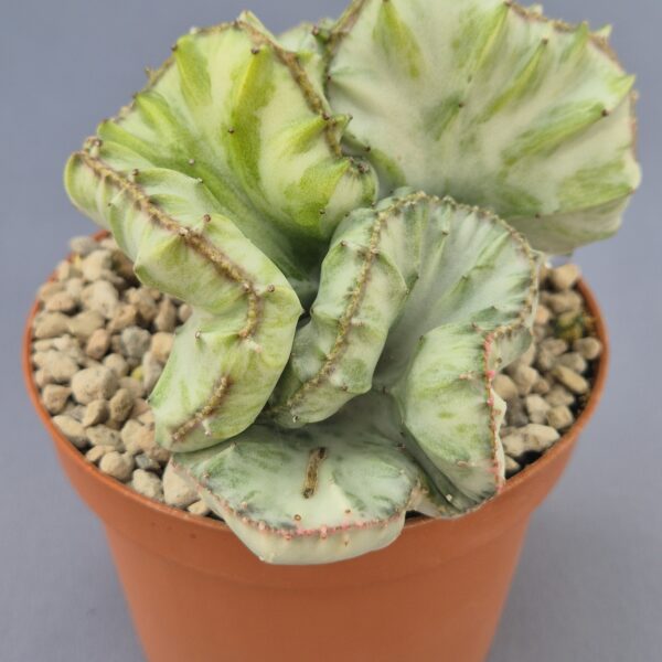 Euphorbia lactea variegata crestata