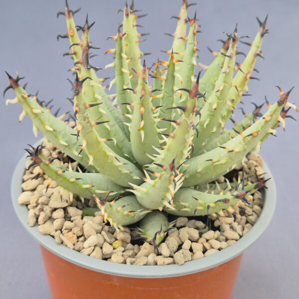 Aloe erinacea