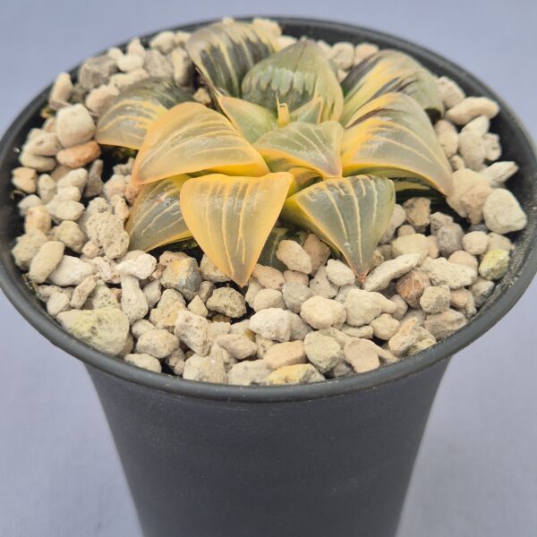 Haworthia atrofusca f. variegata