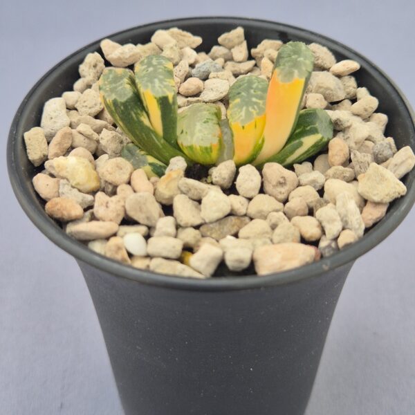 Haworthia truncata f. variegata