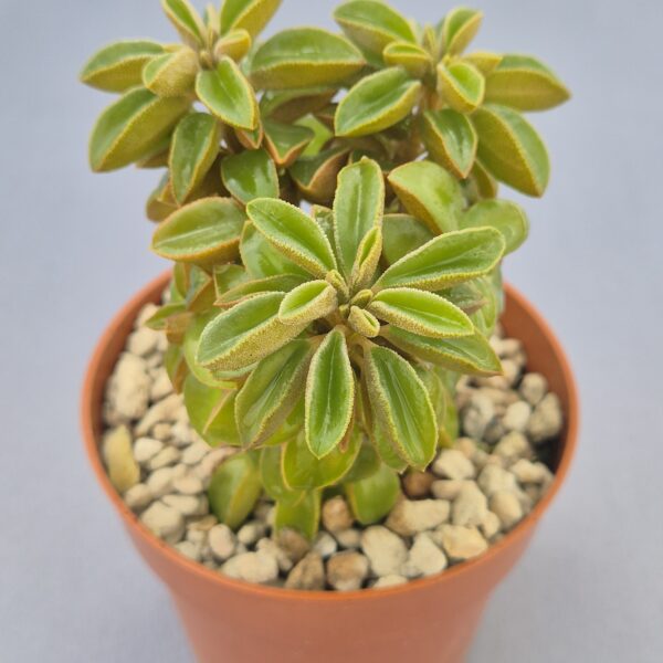 Peperomia wolfgang-krahnii