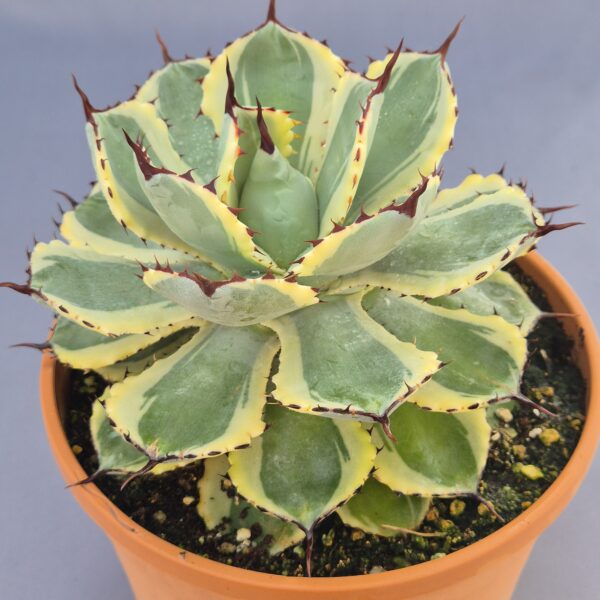 Agave potatorum Kichiokan Marginata