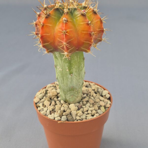 Gymnocalycium variegado injertado